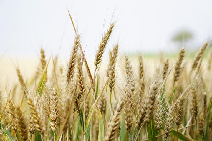 agriculture-arable-barley-265278